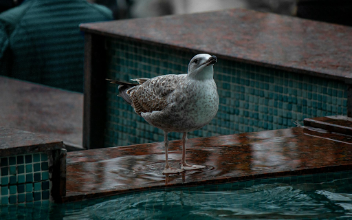 Bird by the pool from Chrome web store to be run with OffiDocs Chromium online Bird by the pool from Chrome web store to be run with OffiDocs Chromium online