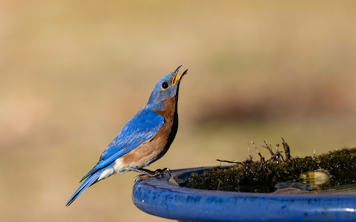 Bird Drinking Water from Chrome web store to be run with OffiDocs Chromium online Bird Drinking Water from Chrome web store to be run with OffiDocs Chromium online