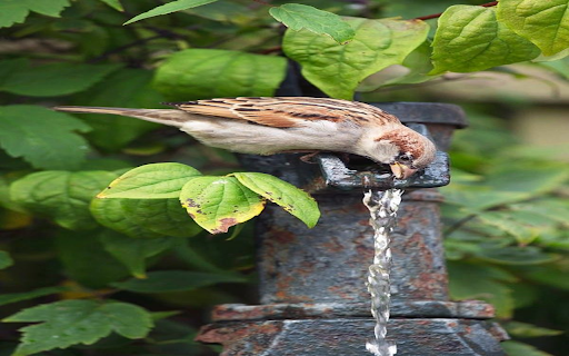 Bird drinking water wallpaper from Chrome web store to be run with OffiDocs Chromium online Bird drinking water wallpaper from Chrome web store to be run with OffiDocs Chromium online