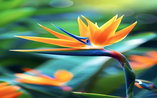 Bird of paradise flower wallpaper from Chrome web store to be run with OffiDocs Chromium online Bird of paradise flower wallpaper from Chrome web store to be run with OffiDocs Chromium online