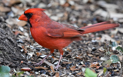 Bird on the Ground from Chrome web store to be run with OffiDocs Chromium online Bird on the Ground from Chrome web store to be run with OffiDocs Chromium online