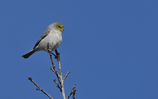 Bird perched on a branch from Chrome web store to be run with OffiDocs Chromium online Bird perched on a branch from Chrome web store to be run with OffiDocs Chromium online