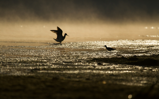 Birds look for food from Chrome web store to be run with OffiDocs Chromium online Birds look for food from Chrome web store to be run with OffiDocs Chromium online