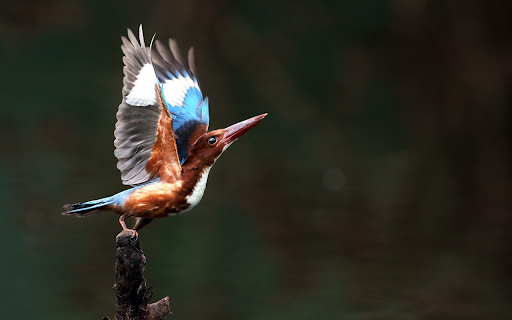 Birds perch on dry tree branches from Chrome web store to be run with OffiDocs Chromium online Birds perch on dry tree branches from Chrome web store to be run with OffiDocs Chromium online