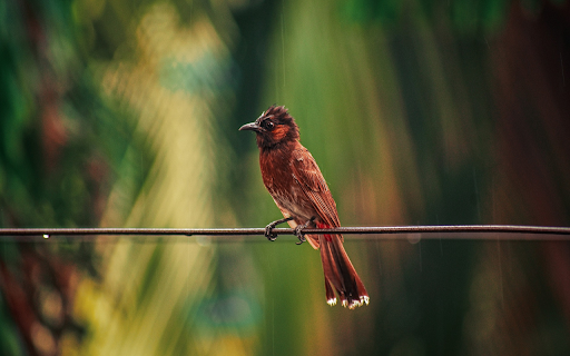 Birds perch on electric wires from Chrome web store to be run with OffiDocs Chromium online Birds perch on electric wires from Chrome web store to be run with OffiDocs Chromium online