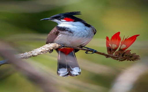 bird wallpaper from Chrome web store to be run with OffiDocs Chromium online bird wallpaper from Chrome web store to be run with OffiDocs Chromium online