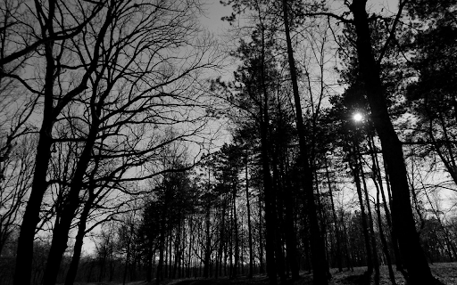 Black and White Forest Canopy from Chrome web store to be run with OffiDocs Chromium online Black and White Forest Canopy from Chrome web store to be run with OffiDocs Chromium online