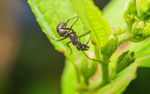 Black Ant on the Treetop from Chrome web store to be run with OffiDocs Chromium online Black Ant on the Treetop from Chrome web store to be run with OffiDocs Chromium online