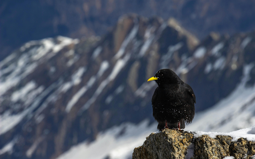 Black Bird Perching in Mountains from Chrome web store to be run with OffiDocs Chromium online Black Bird Perching in Mountains from Chrome web store to be run with OffiDocs Chromium online