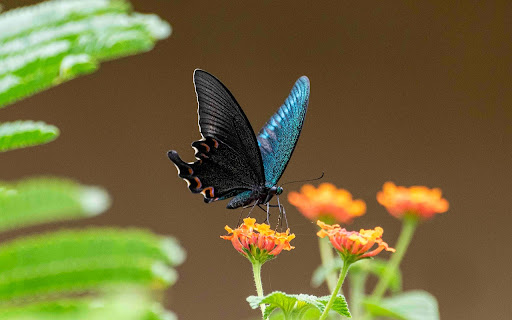BLACK BUTTERFLY Theme from Chrome web store to be run with OffiDocs Chromium online BLACK BUTTERFLY Theme from Chrome web store to be run with OffiDocs Chromium online