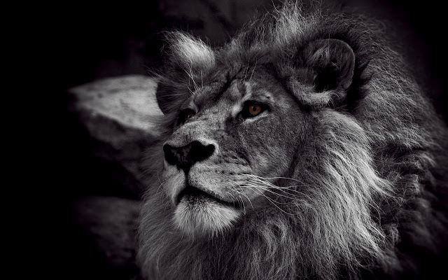 Black Lion Theme from Chrome web store to be run with OffiDocs Chromium online Black Lion Theme from Chrome web store to be run with OffiDocs Chromium online