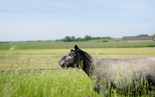 Black sheep in the field from Chrome web store to be run with OffiDocs Chromium online Black sheep in the field from Chrome web store to be run with OffiDocs Chromium online