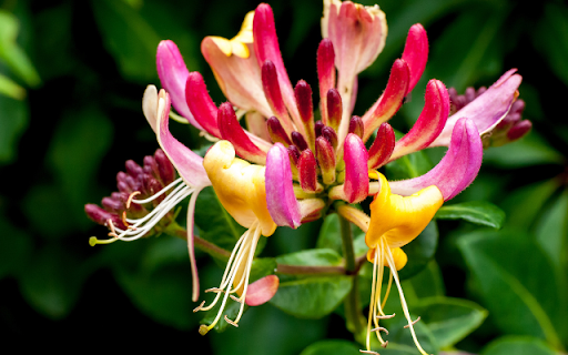 Blooming Honeysuckle Flowers from Chrome web store to be run with OffiDocs Chromium online Blooming Honeysuckle Flowers from Chrome web store to be run with OffiDocs Chromium online