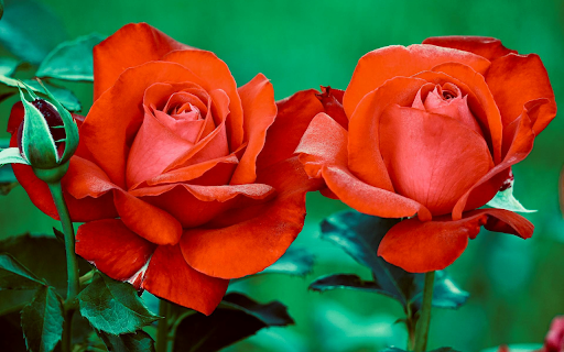 Blooming Roses from Chrome web store to be run with OffiDocs Chromium online Blooming Roses from Chrome web store to be run with OffiDocs Chromium online