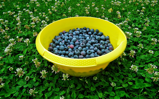 Blueberry pot from Chrome web store to be run with OffiDocs Chromium online Blueberry pot from Chrome web store to be run with OffiDocs Chromium online