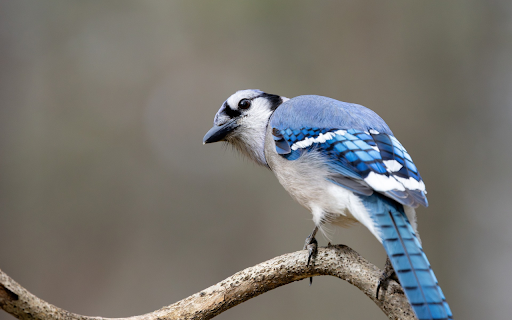 Blue Bird with Black Beak from Chrome web store to be run with OffiDocs Chromium online Blue Bird with Black Beak from Chrome web store to be run with OffiDocs Chromium online