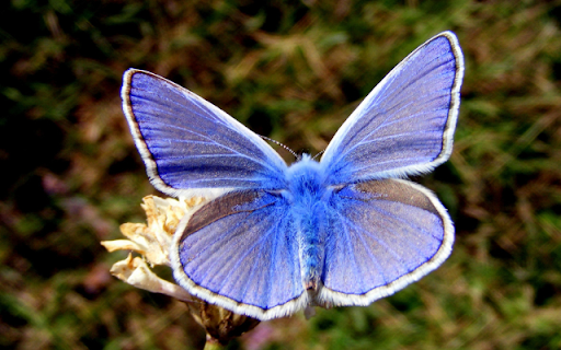 Blue Butterfly on Branch Theme from Chrome web store to be run with OffiDocs Chromium online Blue Butterfly on Branch Theme from Chrome web store to be run with OffiDocs Chromium online