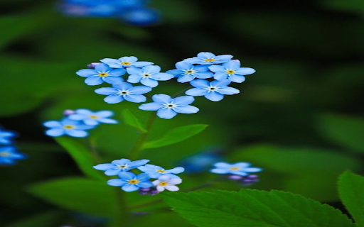 Blue forget me not wallpaper from Chrome web store to be run with OffiDocs Chromium online Blue forget me not wallpaper from Chrome web store to be run with OffiDocs Chromium online