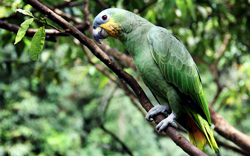 Blue parrot from Chrome web store to be run with OffiDocs Chromium online Blue parrot from Chrome web store to be run with OffiDocs Chromium online