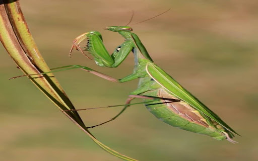 blue praying mantis wallpaper from Chrome web store to be run with OffiDocs Chromium online blue praying mantis wallpaper from Chrome web store to be run with OffiDocs Chromium online