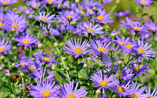 Borage chrysanthemum from Chrome web store to be run with OffiDocs Chromium online Borage chrysanthemum from Chrome web store to be run with OffiDocs Chromium online