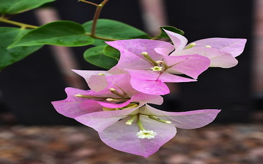 Bougainvillea branch wallpaper from Chrome web store to be run with OffiDocs Chromium online Bougainvillea branch wallpaper from Chrome web store to be run with OffiDocs Chromium online