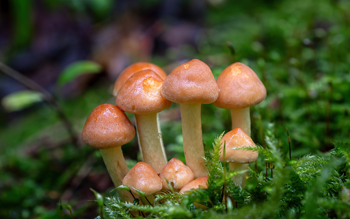 Bread mushroom dust from Chrome web store to be run with OffiDocs Chromium online Bread mushroom dust from Chrome web store to be run with OffiDocs Chromium online