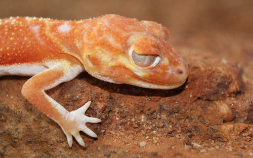 Bread skin lizard from Chrome web store to be run with OffiDocs Chromium online Bread skin lizard from Chrome web store to be run with OffiDocs Chromium online