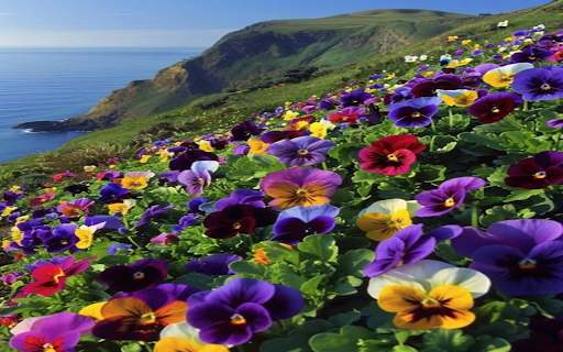 Bright flower hill wallpaper from Chrome web store to be run with OffiDocs Chromium online Bright flower hill wallpaper from Chrome web store to be run with OffiDocs Chromium online