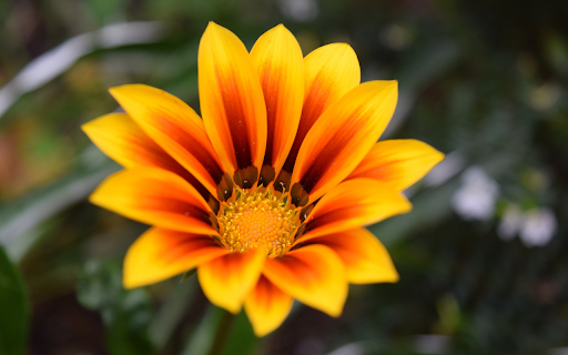 Bright Orange Chrysanthemums from Chrome web store to be run with OffiDocs Chromium online Bright Orange Chrysanthemums from Chrome web store to be run with OffiDocs Chromium online