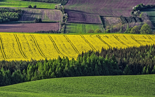 Bright yellow fields from Chrome web store to be run with OffiDocs Chromium online Bright yellow fields from Chrome web store to be run with OffiDocs Chromium online