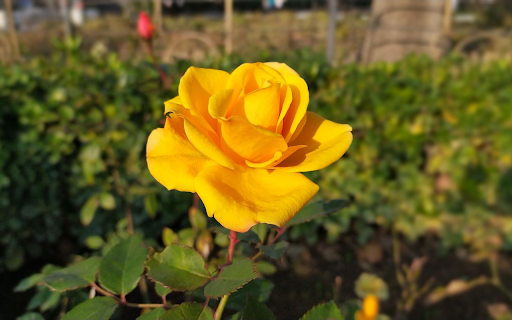 Brilliant rose garden from Chrome web store to be run with OffiDocs Chromium online Brilliant rose garden from Chrome web store to be run with OffiDocs Chromium online
