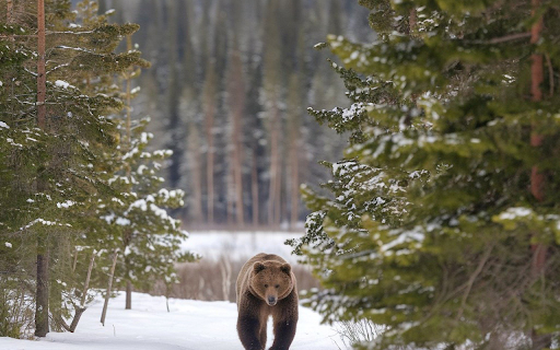 brown bear in the winter sky from Chrome web store to be run with OffiDocs Chromium online brown bear in the winter sky from Chrome web store to be run with OffiDocs Chromium online