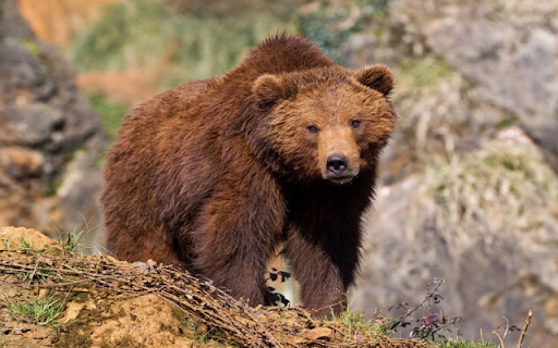 Brown Bear: The Mighty Giant of the Wilderness from Chrome web store to be run with OffiDocs Chromium online Brown Bear: The Mighty Giant of the Wilderness from Chrome web store to be run with OffiDocs Chromium online