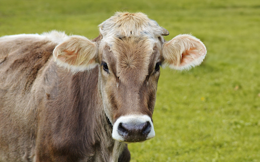 Brown Cow from Chrome web store to be run with OffiDocs Chromium online Brown Cow from Chrome web store to be run with OffiDocs Chromium online