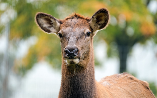 Brown deer from Chrome web store to be run with OffiDocs Chromium online Brown deer from Chrome web store to be run with OffiDocs Chromium online