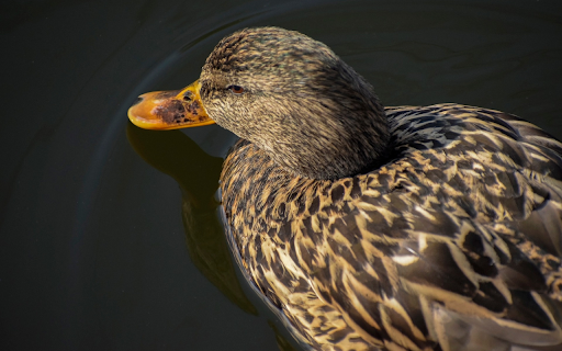 Brown duck in the pond from Chrome web store to be run with OffiDocs Chromium online Brown duck in the pond from Chrome web store to be run with OffiDocs Chromium online