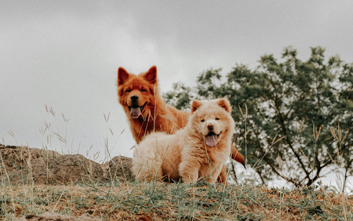Brown Furry Dogs with Tongues Out from Chrome web store to be run with OffiDocs Chromium online Brown Furry Dogs with Tongues Out from Chrome web store to be run with OffiDocs Chromium online