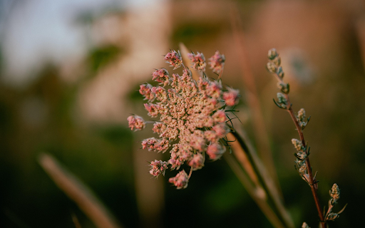 Brown grass flowers from Chrome web store to be run with OffiDocs Chromium online Brown grass flowers from Chrome web store to be run with OffiDocs Chromium online