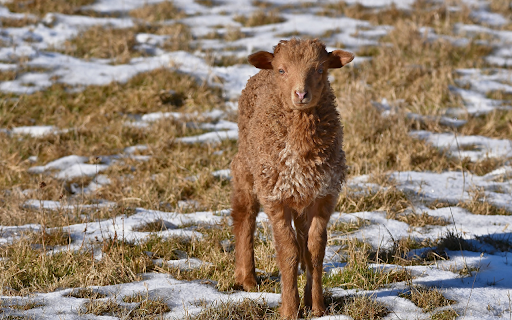 Brown lamb from Chrome web store to be run with OffiDocs Chromium online Brown lamb from Chrome web store to be run with OffiDocs Chromium online