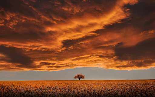 Brown Leafed Tree on Open Field Under White Clouds from Chrome web store to be run with OffiDocs Chromium online Brown Leafed Tree on Open Field Under White Clouds from Chrome web store to be run with OffiDocs Chromium online