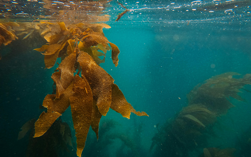 Brown Maple Leaf in Water from Chrome web store to be run with OffiDocs Chromium online Brown Maple Leaf in Water from Chrome web store to be run with OffiDocs Chromium online