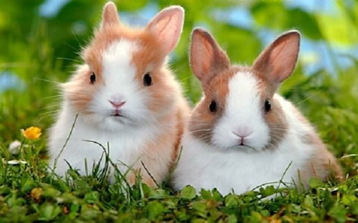 Brown rabbit on the lawn wallpaper from Chrome web store to be run with OffiDocs Chromium online Brown rabbit on the lawn wallpaper from Chrome web store to be run with OffiDocs Chromium online