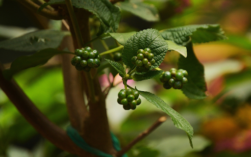 Bunches of green fruit from Chrome web store to be run with OffiDocs Chromium online Bunches of green fruit from Chrome web store to be run with OffiDocs Chromium online