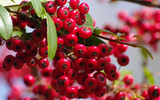 Bunch of red fruits from Chrome web store to be run with OffiDocs Chromium online Bunch of red fruits from Chrome web store to be run with OffiDocs Chromium online