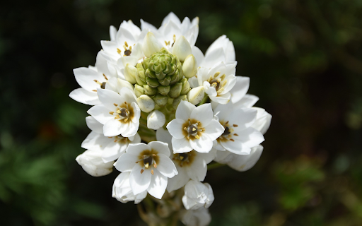 Bunch of white flowers from Chrome web store to be run with OffiDocs Chromium online Bunch of white flowers from Chrome web store to be run with OffiDocs Chromium online