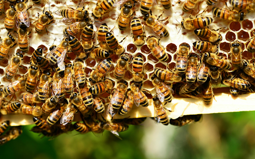 Busy Bee Hive Theme from Chrome web store to be run with OffiDocs Chromium online Busy Bee Hive Theme from Chrome web store to be run with OffiDocs Chromium online
