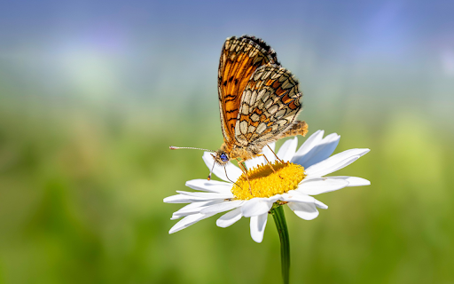 Butterfly on Daisy from Chrome web store to be run with OffiDocs Chromium online Butterfly on Daisy from Chrome web store to be run with OffiDocs Chromium online