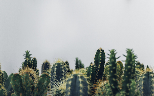 Cactus dust from Chrome web store to be run with OffiDocs Chromium online Cactus dust from Chrome web store to be run with OffiDocs Chromium online