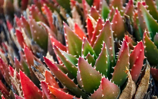 CACTUS THEME from Chrome web store to be run with OffiDocs Chromium online CACTUS THEME from Chrome web store to be run with OffiDocs Chromium online